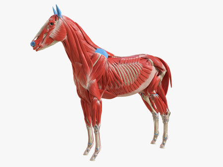 3d rendered medically accurate illustration of the equine muscle anatomyの写真素材
