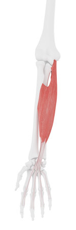 3d rendered medically accurate illustration of the Flexor Digitorum Superficialisの写真素材