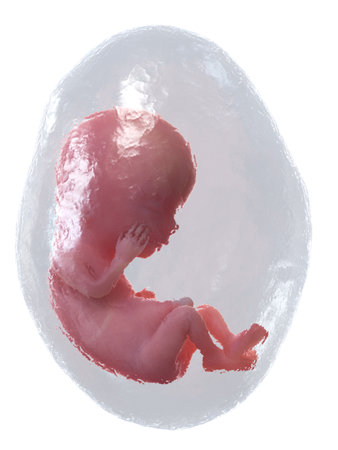 3d rendered medically accurate illustration of a human fetus - week 12の写真素材