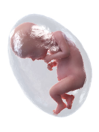 3d rendered medically accurate illustration of a human fetus - week 29の写真素材