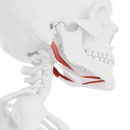3d rendered medically accurate illustration of the Digastricの写真素材