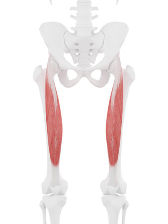 3d rendered medically accurate illustration of the Rectus Femoris