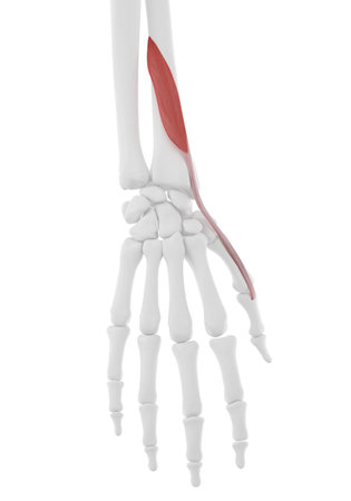 3d rendered medically accurate illustration of the Extensor Pollicis Brevisの写真素材