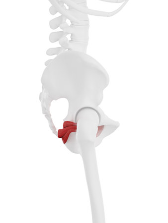 3d rendered medically accurate illustration of the Gemellus Musclesの写真素材