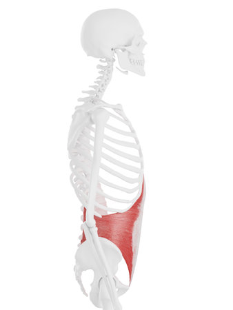 3d rendered medically accurate illustration of the Transversus Abdominisの写真素材