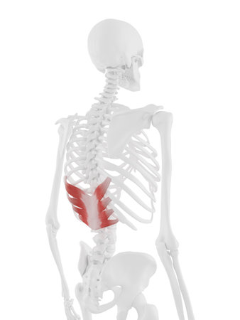 3d rendered medically accurate illustration of the Serratus Posterior Inferiorの写真素材