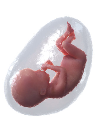 3d rendered medically accurate illustration of a human fetus - week 20の写真素材