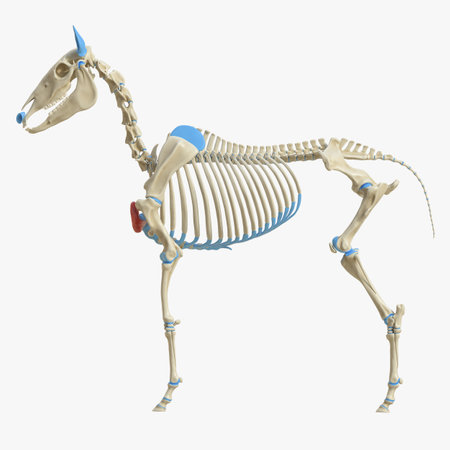 3d rendered medically accurate illustration of the equine muscle anatomy - Pectoralis Descendensの写真素材