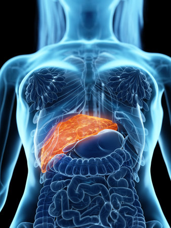 3d rendered medically accurate illustration of a diseased liverの写真素材