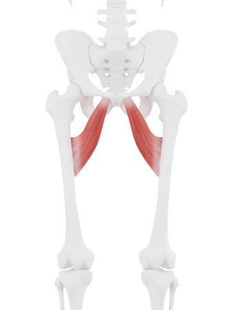 3d rendered medically accurate illustration of the Adductor Brevisの写真素材
