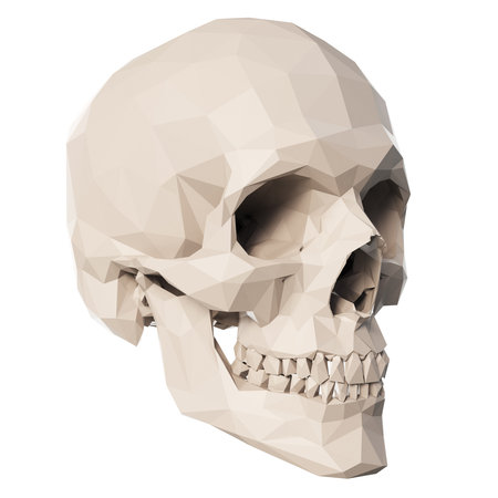 3d rendered medically accurate illustration of poly style skullの写真素材