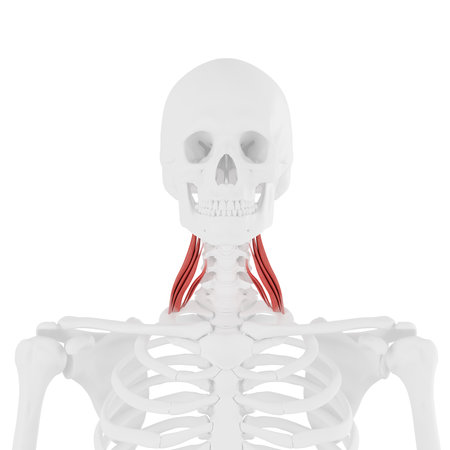 3d rendered medically accurate illustration of the Middle Scaleneの写真素材