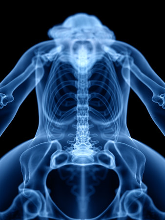 3d rendered medically accurate illustration of the skeletal