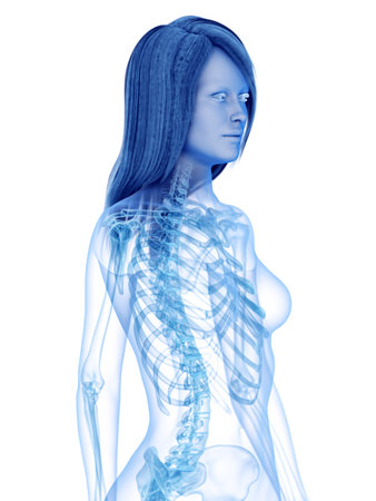 3d rendered medically accurate illustration of the skeletal upper bodyの写真素材