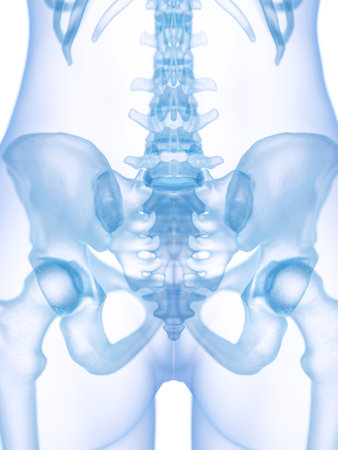 3d rendered medically accurate illustration of the sacrumの写真素材