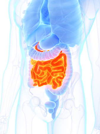 3d rendered medically accurate illustration of a mans small intestine