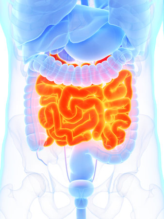 3d rendered medically accurate illustration of a mans small intestine