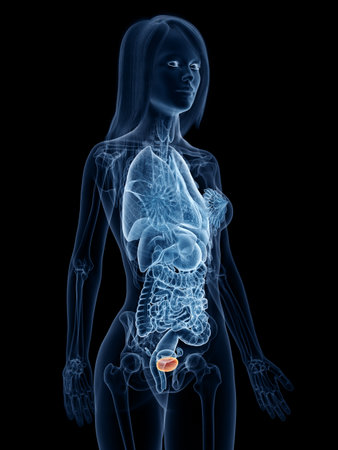 3d rendered medically accurate illustration of a womans bladder
