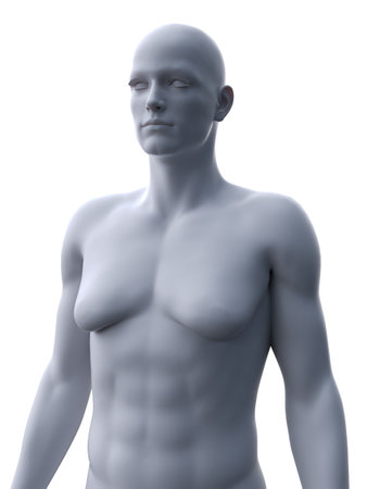 3d rendered medically accurate illustration of a male with gynecomastiaの写真素材