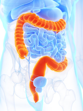 3d rendered medically accurate illustration of a mans colon
