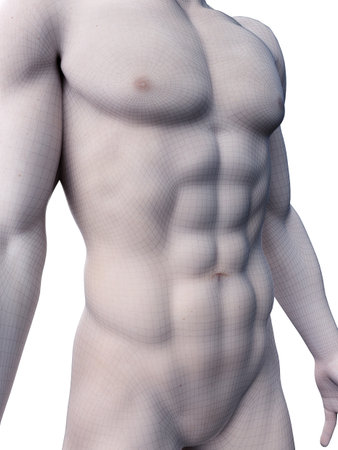 3d rendered medically accurate illustration of sixpack absの写真素材