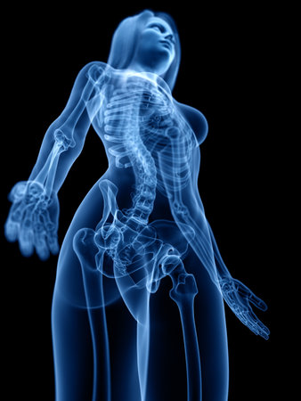 3d rendered medically accurate illustration of the skeletalの写真素材