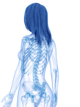 3d rendered medically accurate illustration of the skeletal backの写真素材