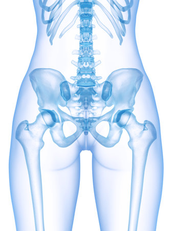 3d rendered medically accurate illustration of the skeletal pelvisの写真素材