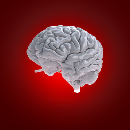 3d rendered medically accurate illustration of a human brainの写真素材