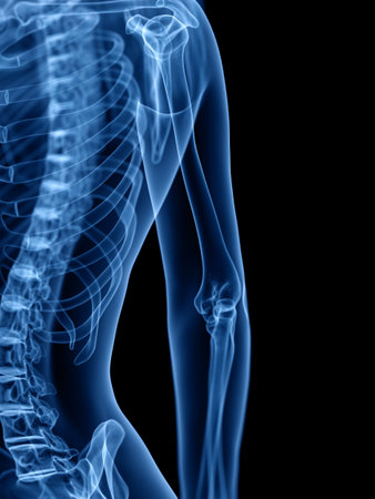 3d rendered medically accurate illustration of the skeletal
