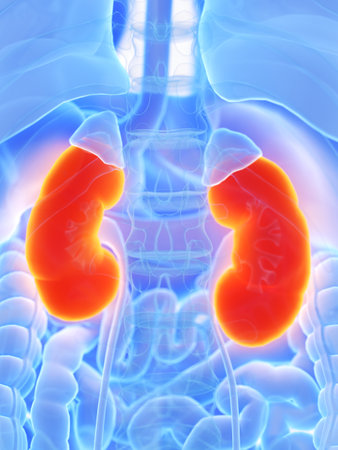 3d rendered medically accurate illustration of a mans kidneys