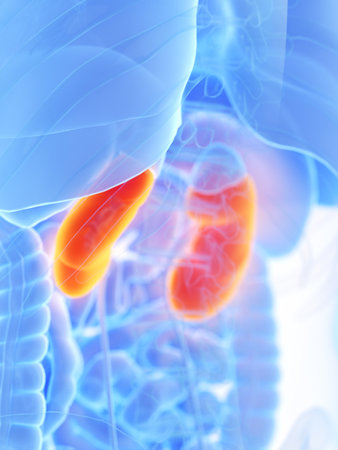 3d rendered medically accurate illustration of a mans kidneysの写真素材