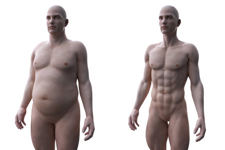 3d rendered medically accurate illustration of a comparision of a fit and obese maleの写真素材
