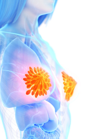 3d rendered medically accurate illustration of the mammary glandsの写真素材
