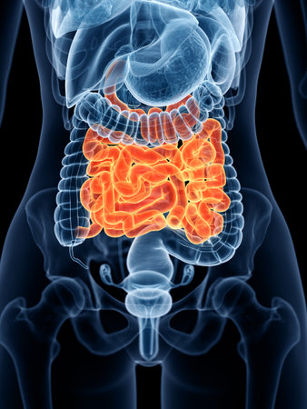 3d rendered medically accurate illustration of a womans small intestineの写真素材