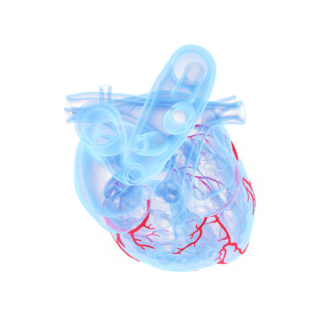 3d rendered medically accurate illustration of the coronary blood vessels of the heartの写真素材