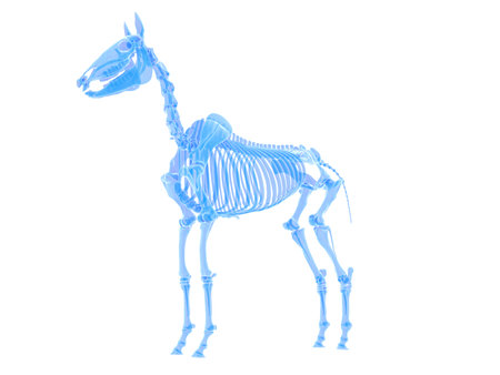 3d rendered medically accurate illustration of a horse skeletonの写真素材