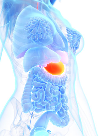 3d rendered medically accurate illustration of a womans stomach