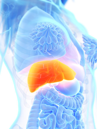 3d rendered medically accurate illustration of a womans liver