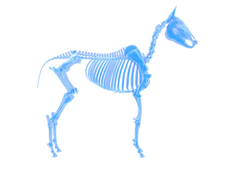 3d rendered medically accurate illustration of a horse skeletonの写真素材