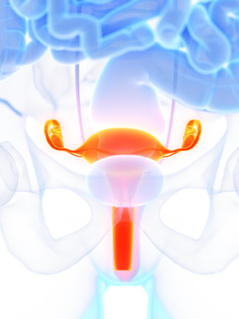 3d rendered medically accurate illustration of the uterus