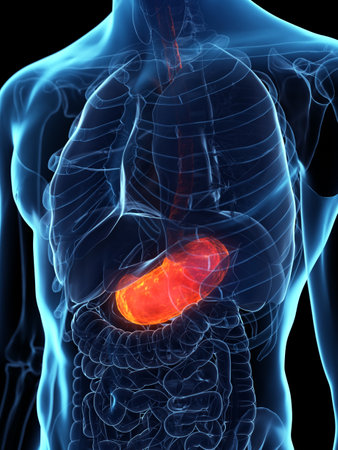 3d rendered medically accurate illustration of a diseased stomachの写真素材