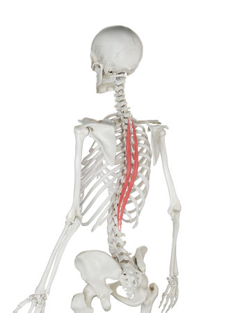 3d rendered medically accurate illustration of a womans Spinalis Thoracis