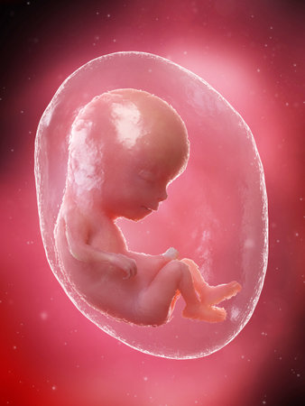 3d rendered medically accurate illustration of a fetus - week 13の写真素材