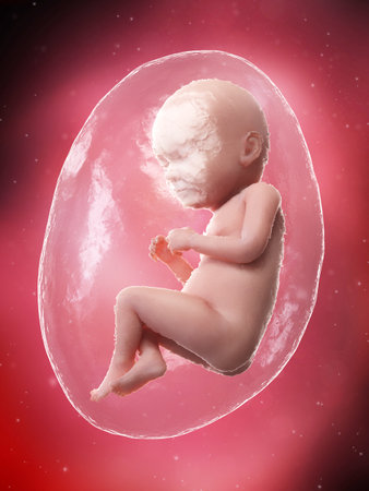 3d rendered medically accurate illustration of a fetus - week 37の写真素材
