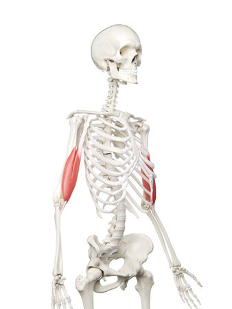 3d rendered medically accurate illustration of a womans Bicepsの写真素材