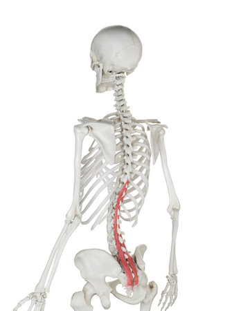 3d rendered medically accurate illustration of a womans Multifidus
