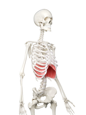 3d rendered medically accurate illustration of a womans Diaphragmの写真素材
