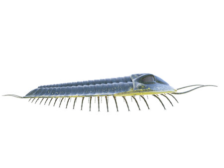 3d rendered illustration of a Trilobite