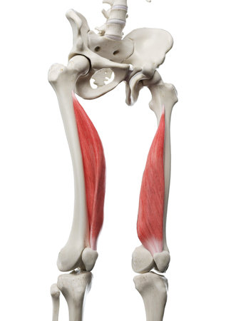 3d rendered medically accurate illustration of a womans Vastus Medialis